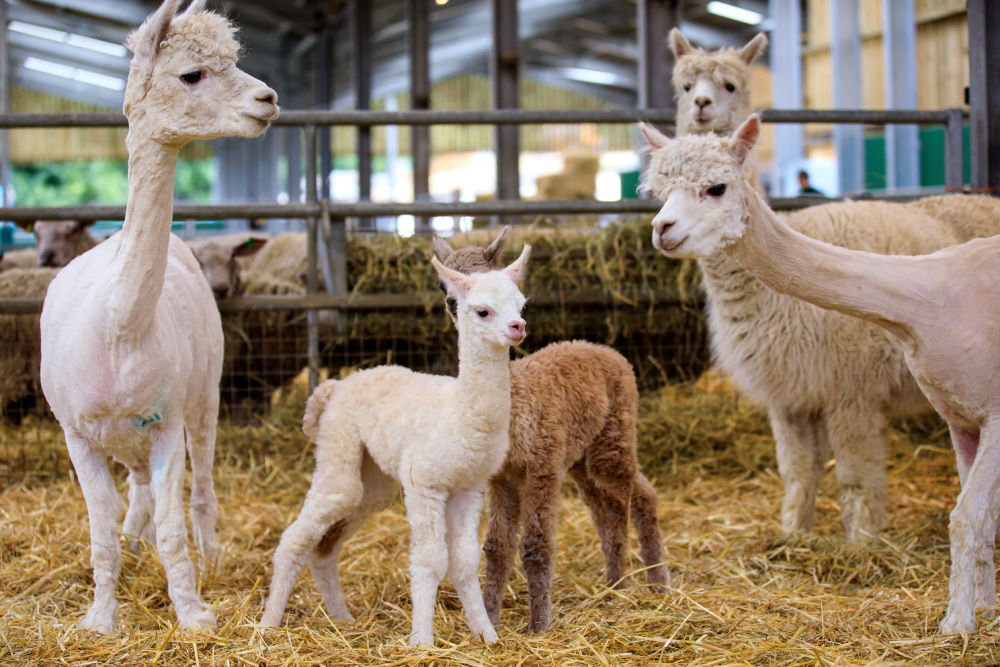 A group of llamas
