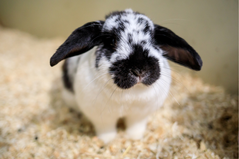 Picture of a rabbit
