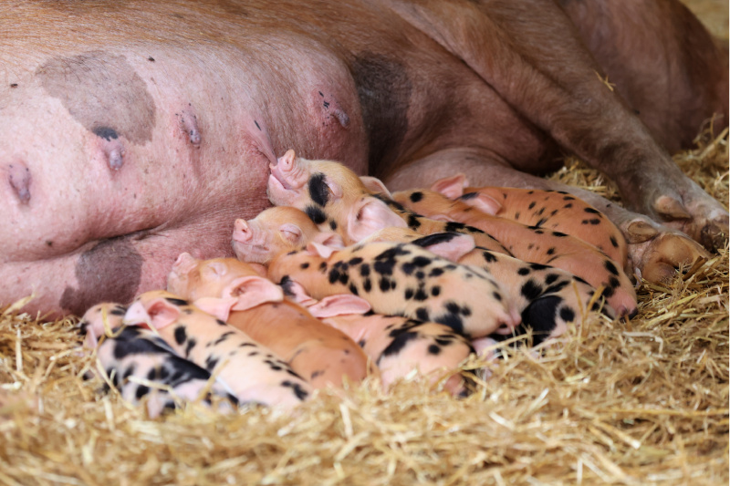 Baby piglets sleeping