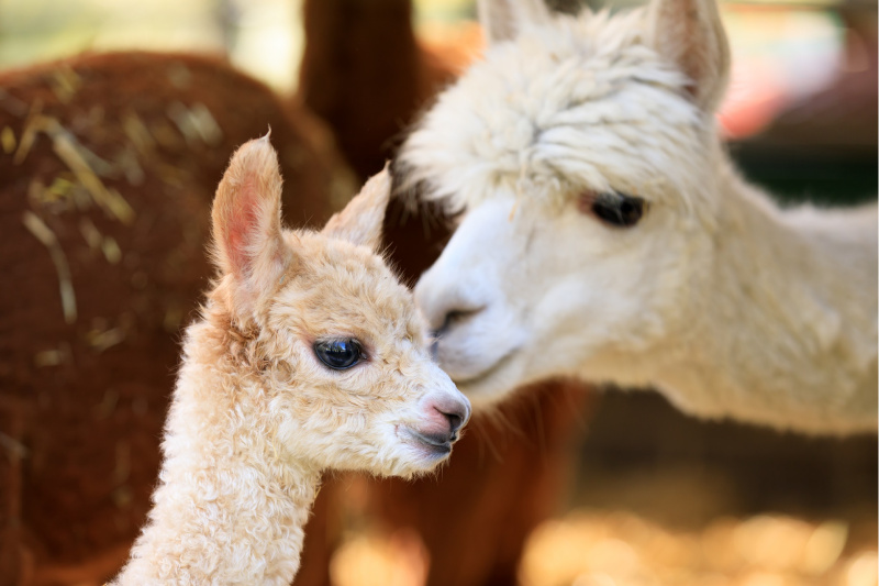 A baby llama with it's mam