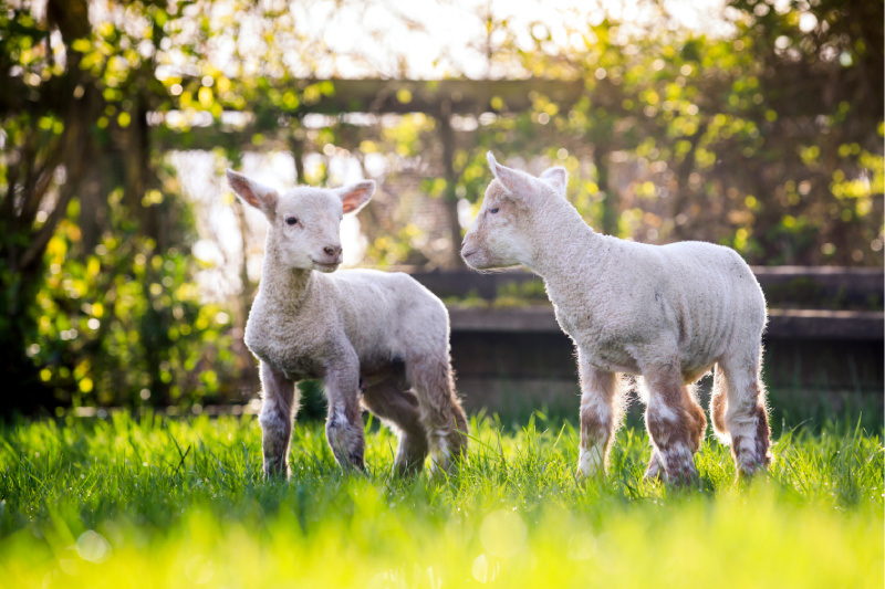 Two lambs in a field