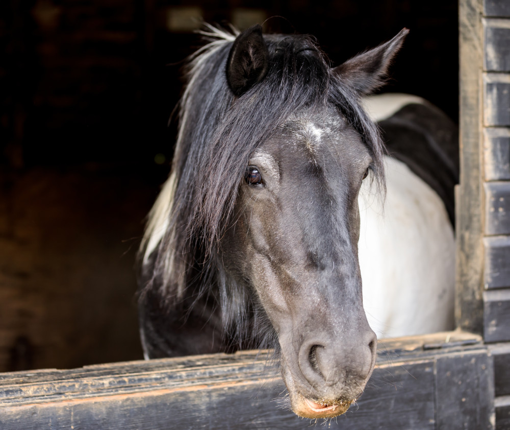 Horse peeking out of the stable