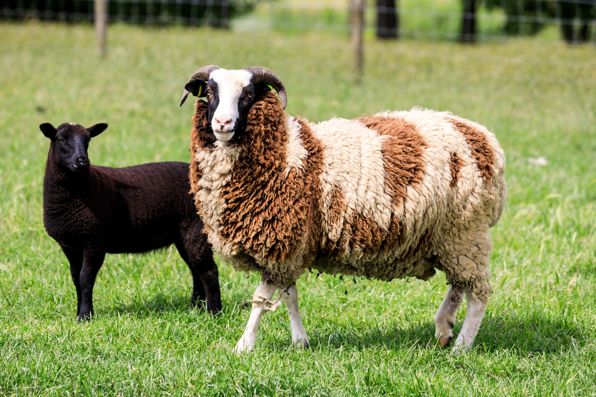 Two sheep in a field