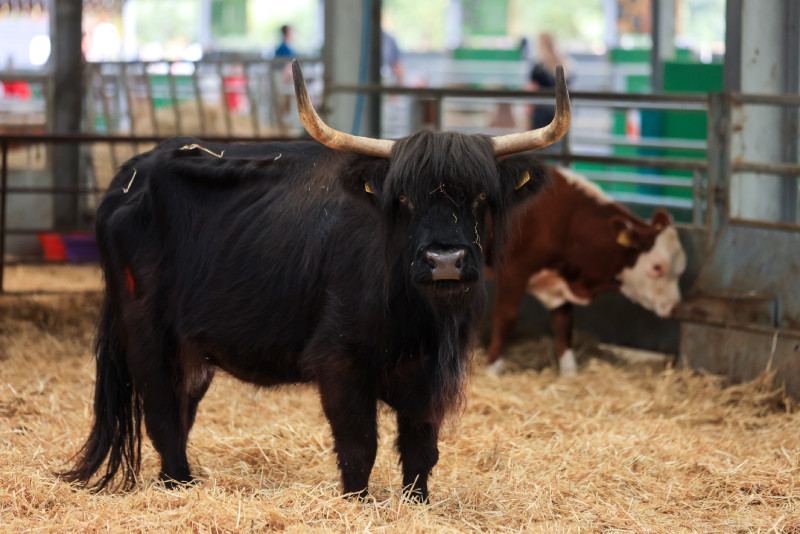 Black highland cow in the barn