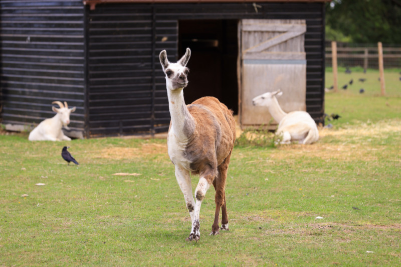 Llama in a field