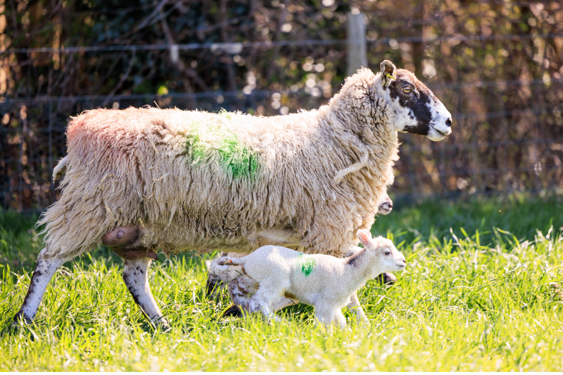 Lamb with it's mother