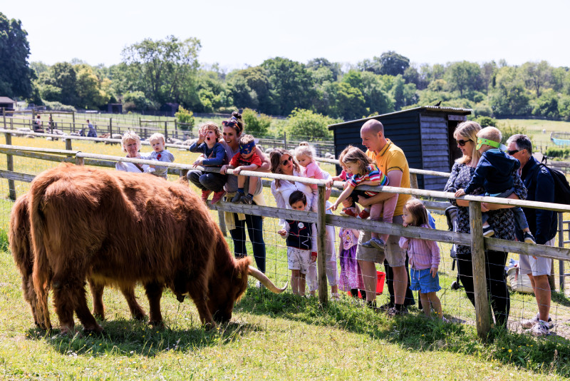 People enjoying the highland cows