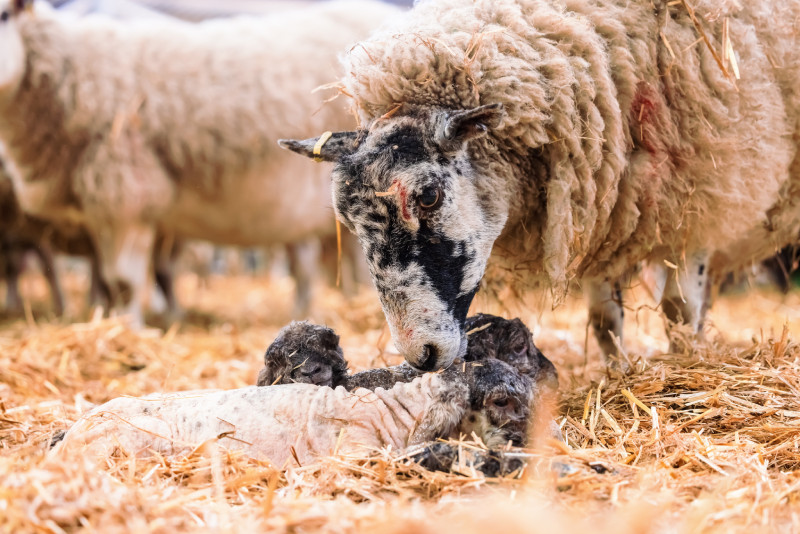 Sheep tending to her lambs