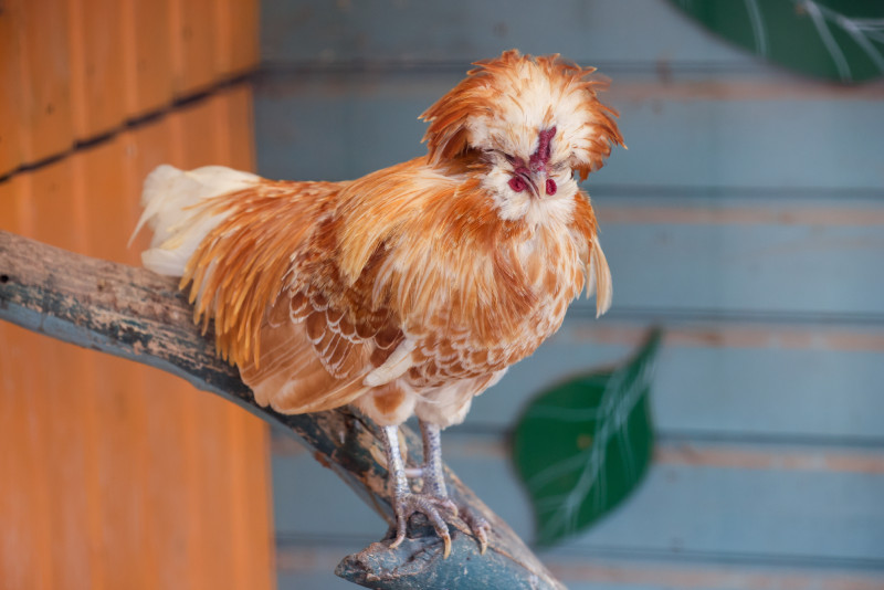 Bocketts chicken standing on a branch