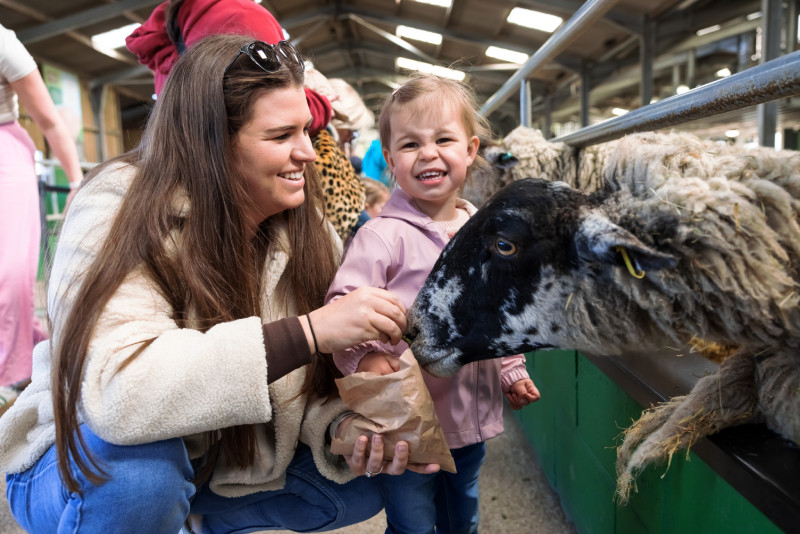 Children feeding sheep