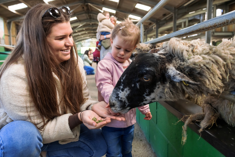 Children feeding sheep