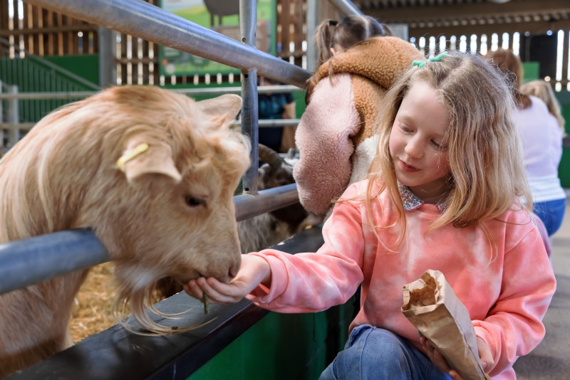 Children feeding goats