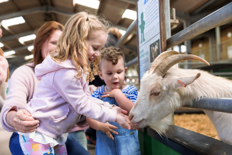 Children feeding goats