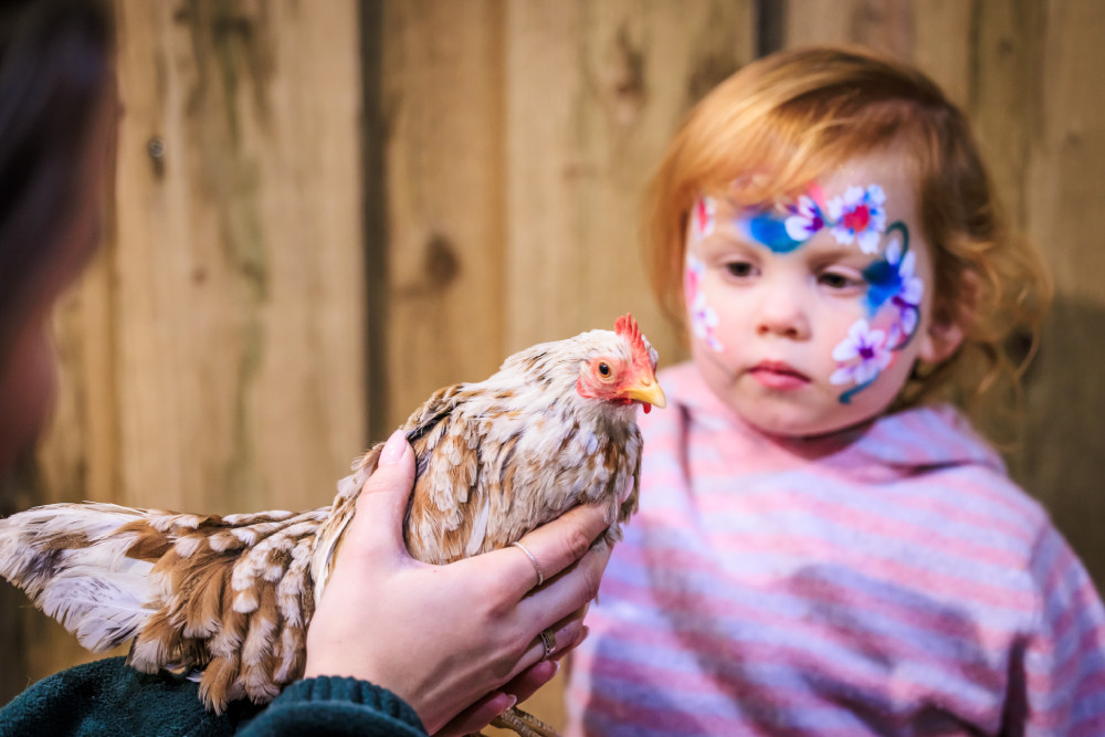 Child petting a chicken