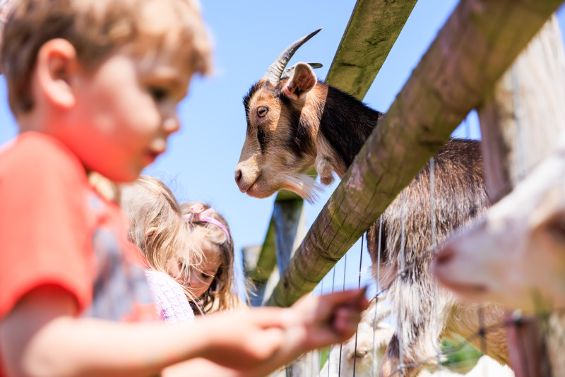 Feeding the goats