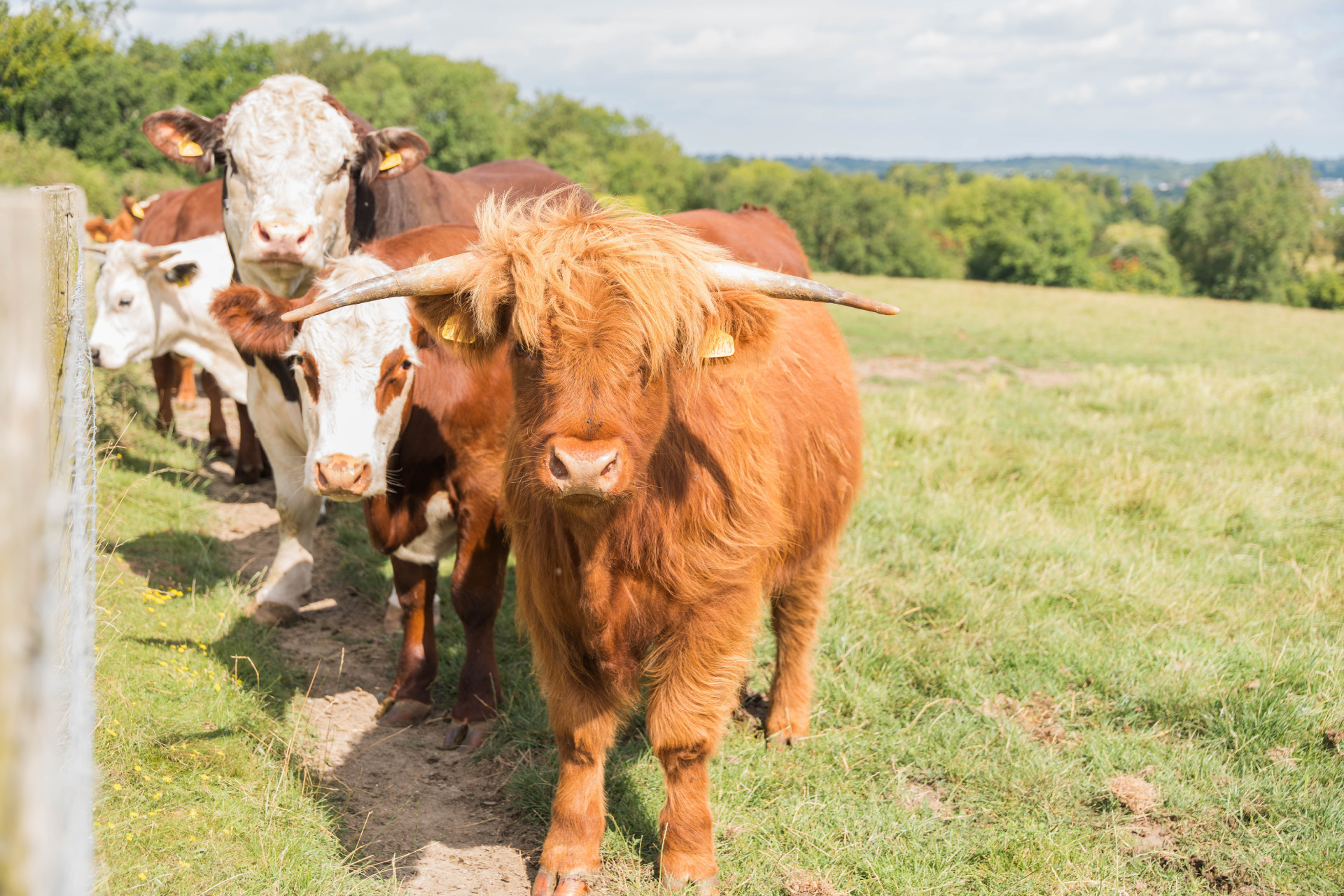 Highland cows in the field