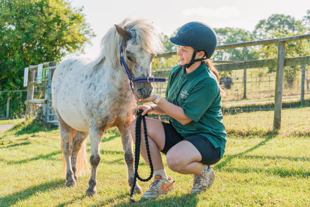 Staff feeding a horse