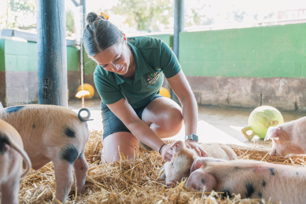 Staff petting the piglets