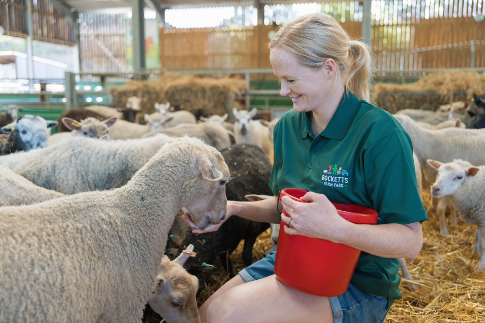 Becky feeding the sheep
