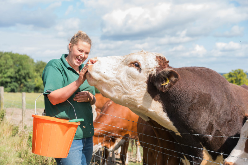 Staff feeding the cows