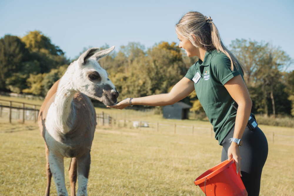 Staff feeding the llamas