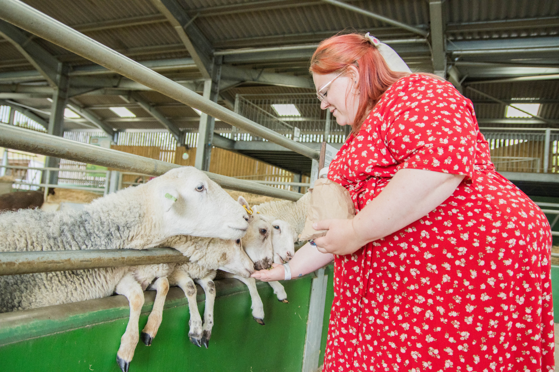 Feeding the sheep