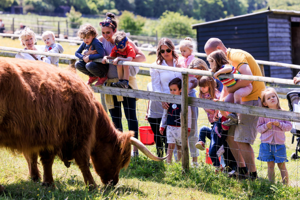 Enjoying highland cows
