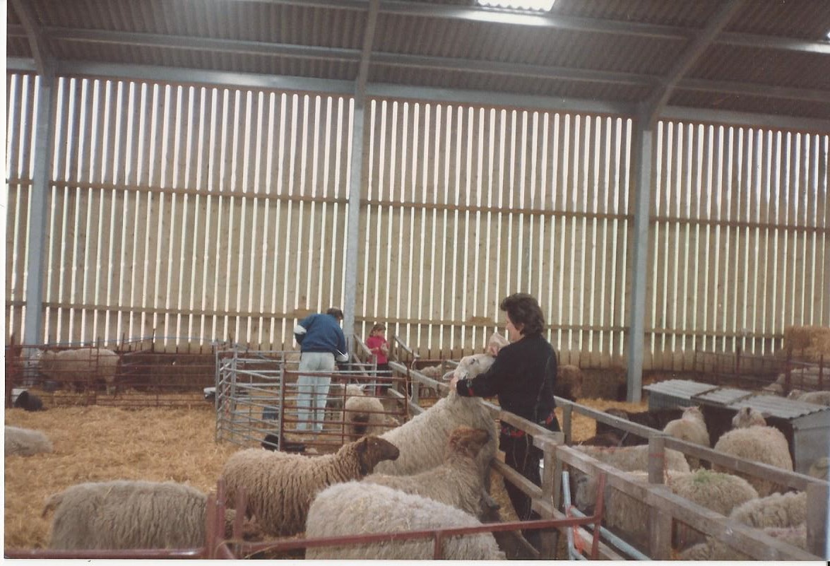 Lambing Shed