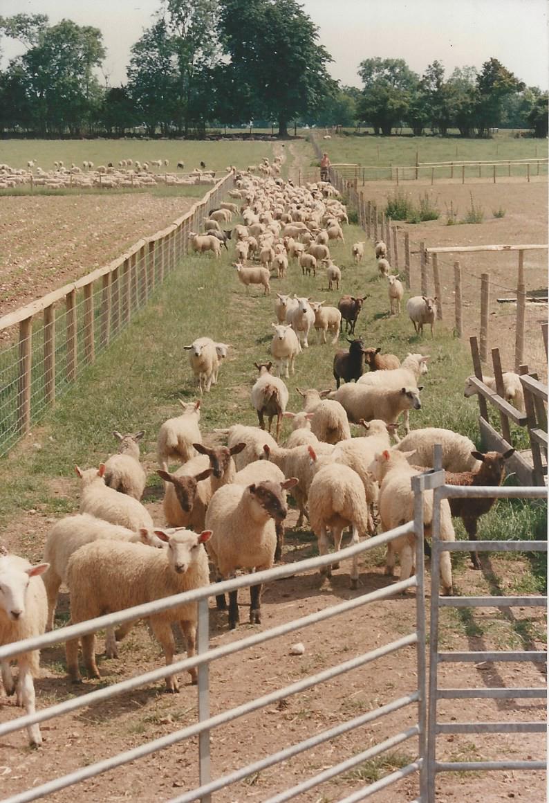 Bocketts Story Sheep
