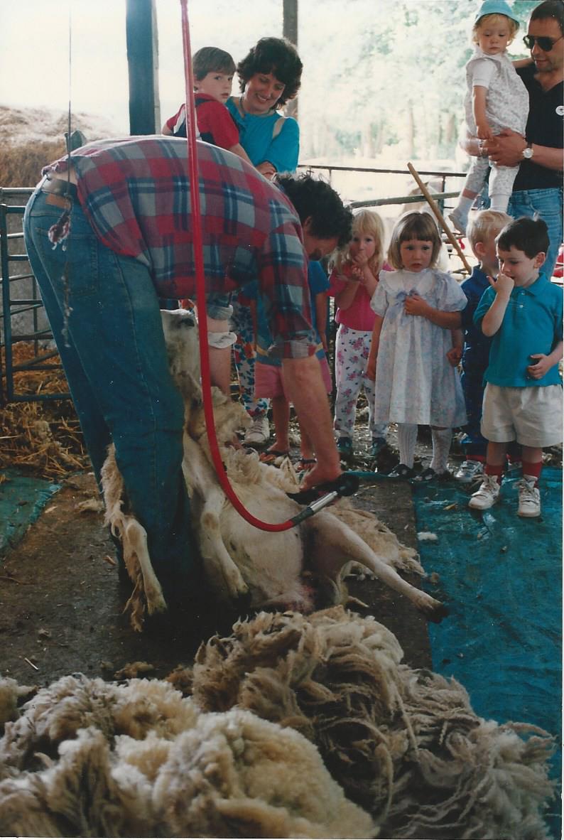Learning about Sheep