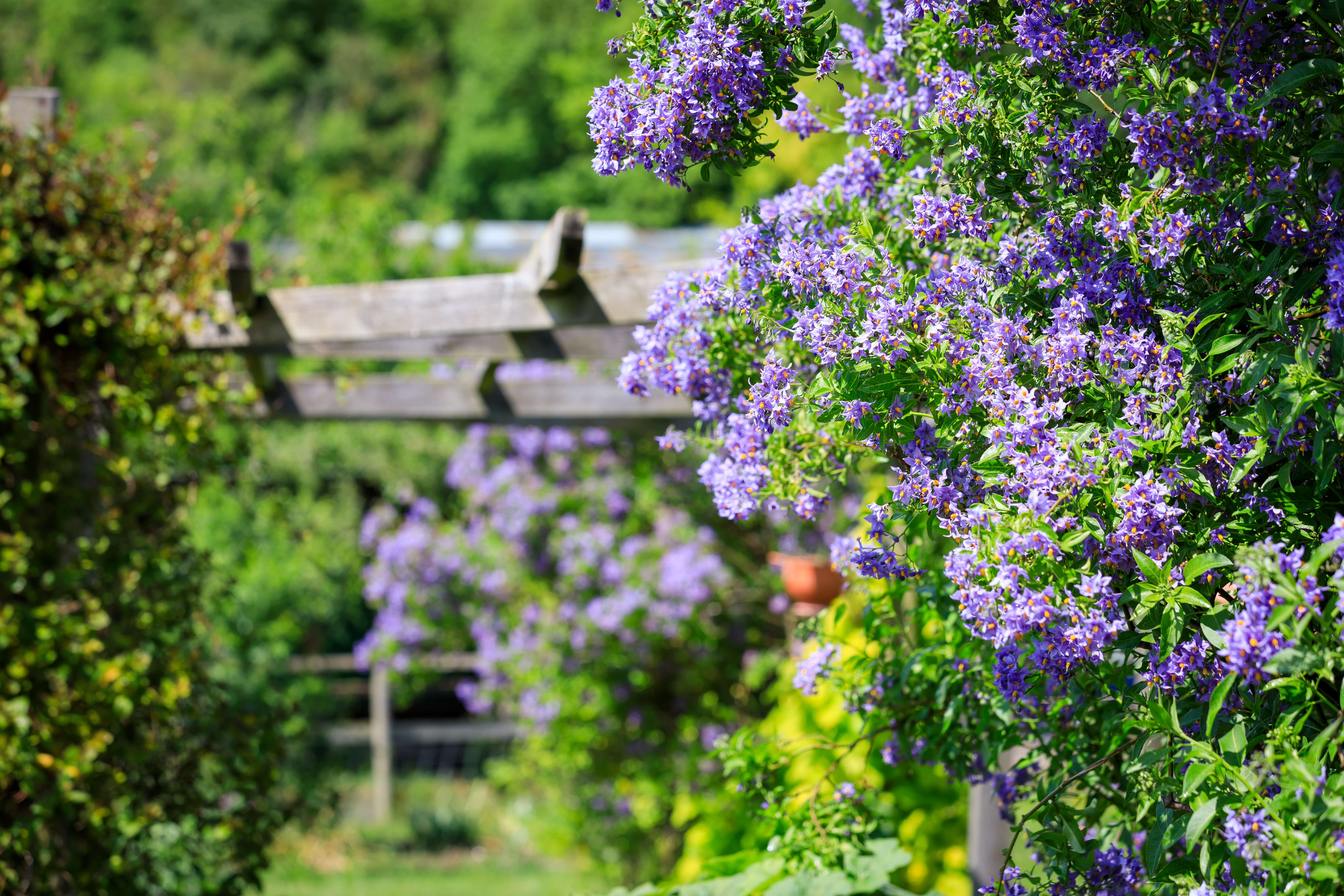 Picture of a nice purple bush
