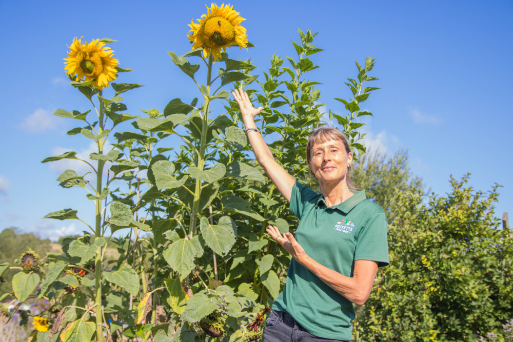 Staff member next to the sunflowers