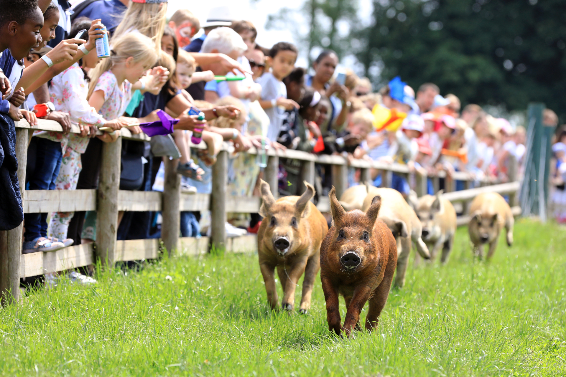 Pig race