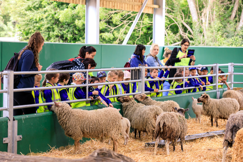 School kids feeding the sheep