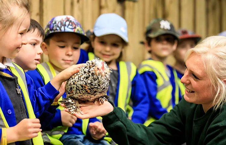 School children petting a chicken