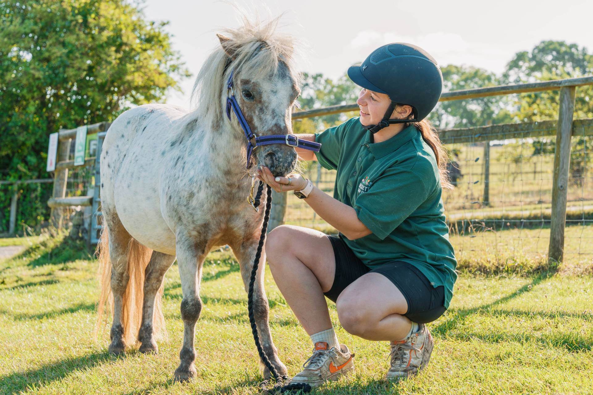 Staff feeding a horse
