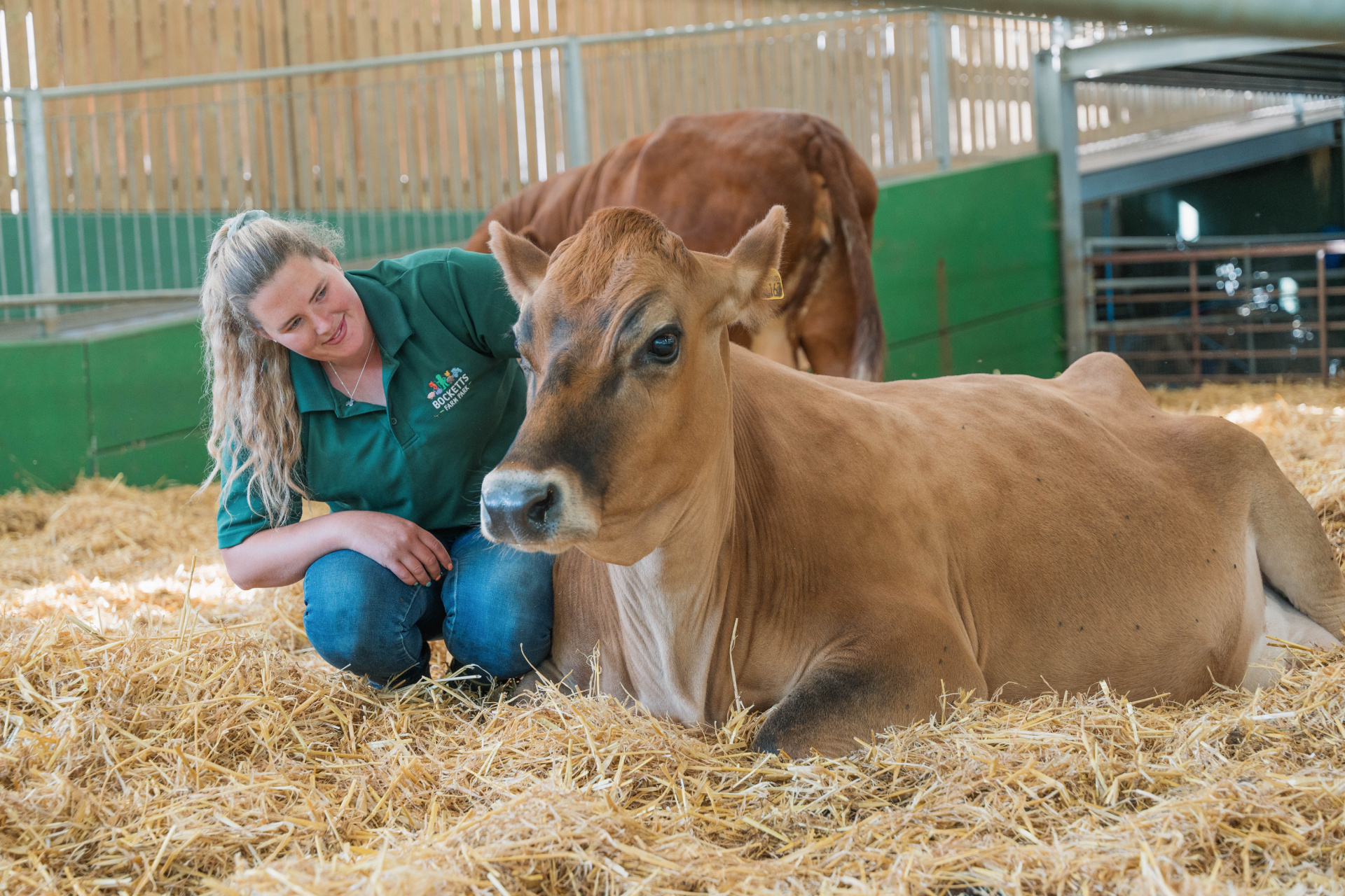 Staff petting cow in the barn