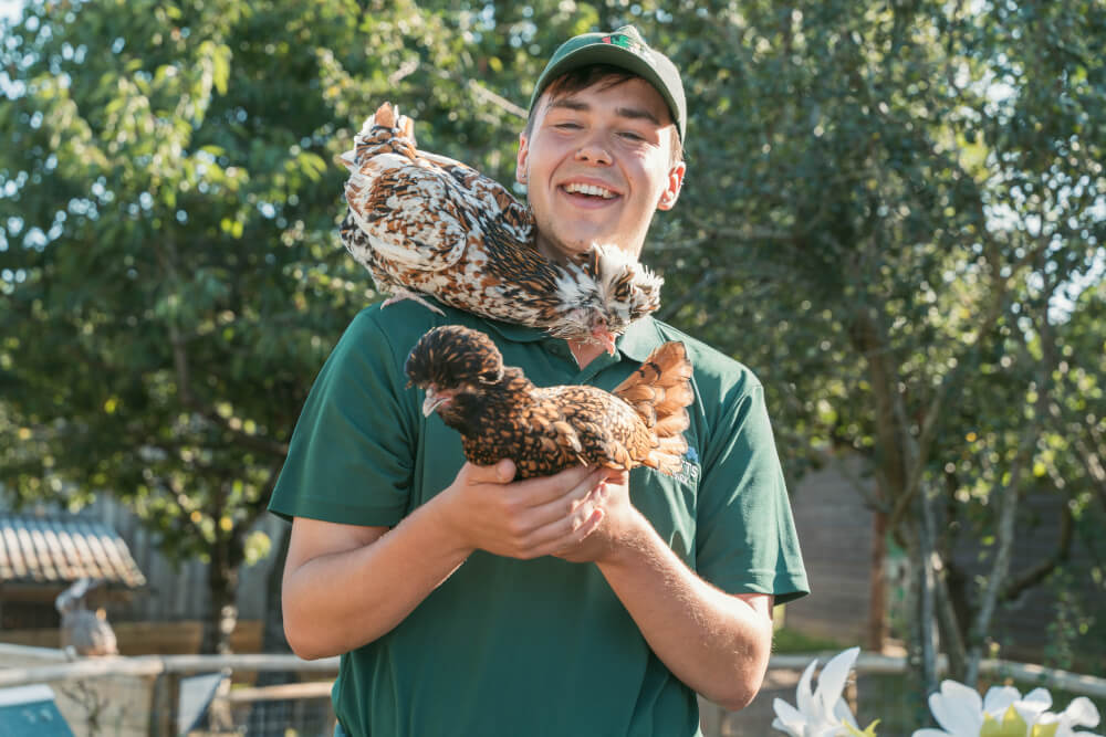 Staff holding two chickens