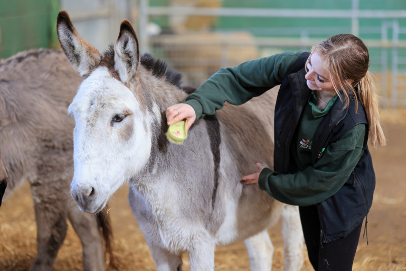 Brushing the donkeys