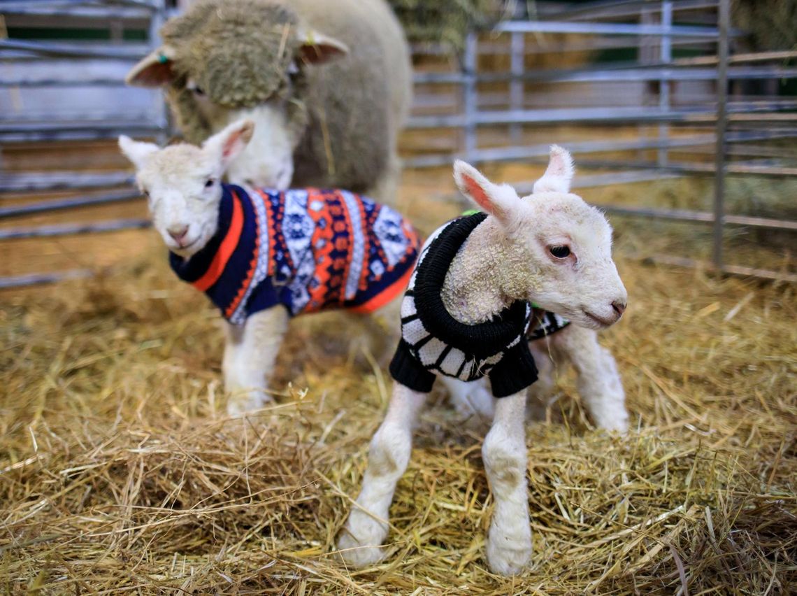 Gorgeous newborn lambs due from December