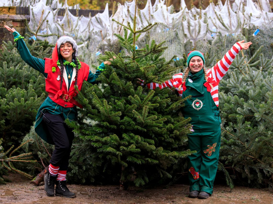 Buy a Christmas Tree from the Yuletide Yard
