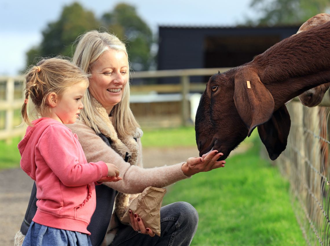 Meet the friendly farm animals
