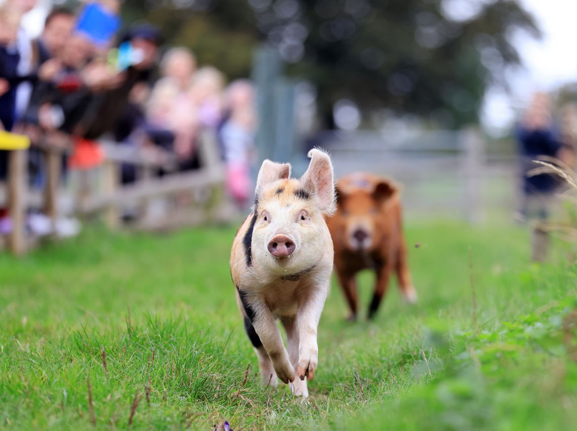Watch the Pig Race