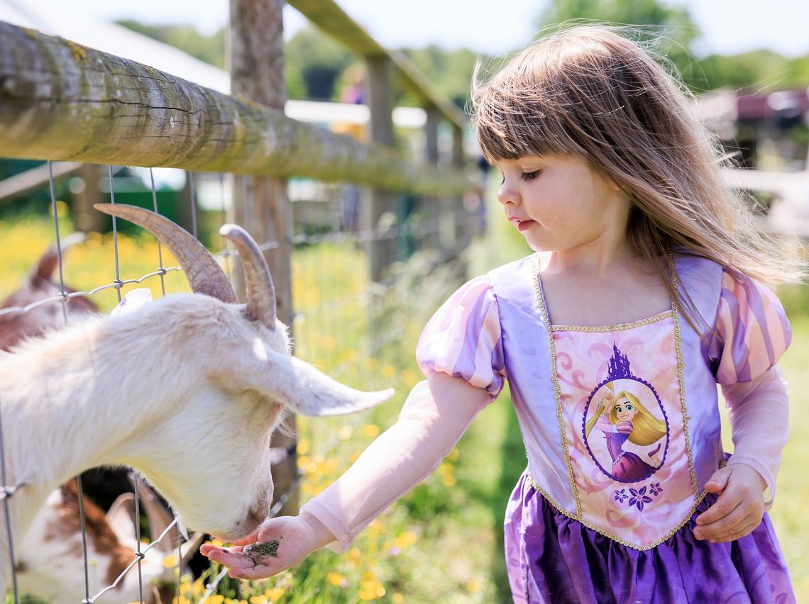 Meet the friendly farm animals