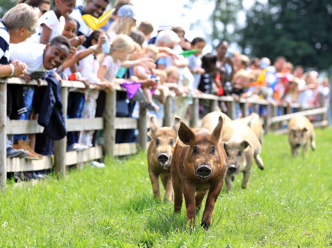 Dont forget to catch our famous pig race!