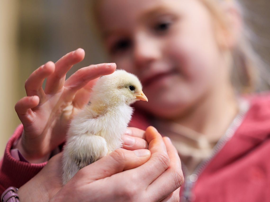 Meet chicks, rabbits and guinea pigs