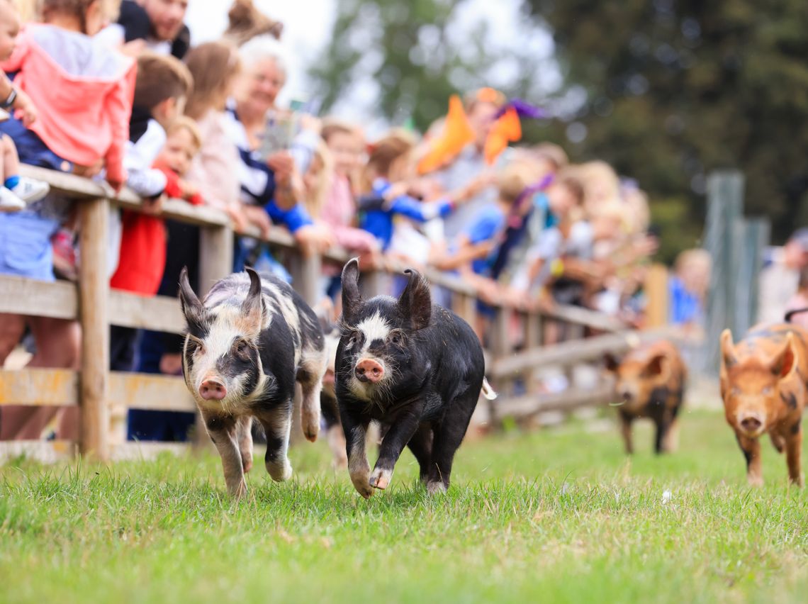 Watch our Pig Race