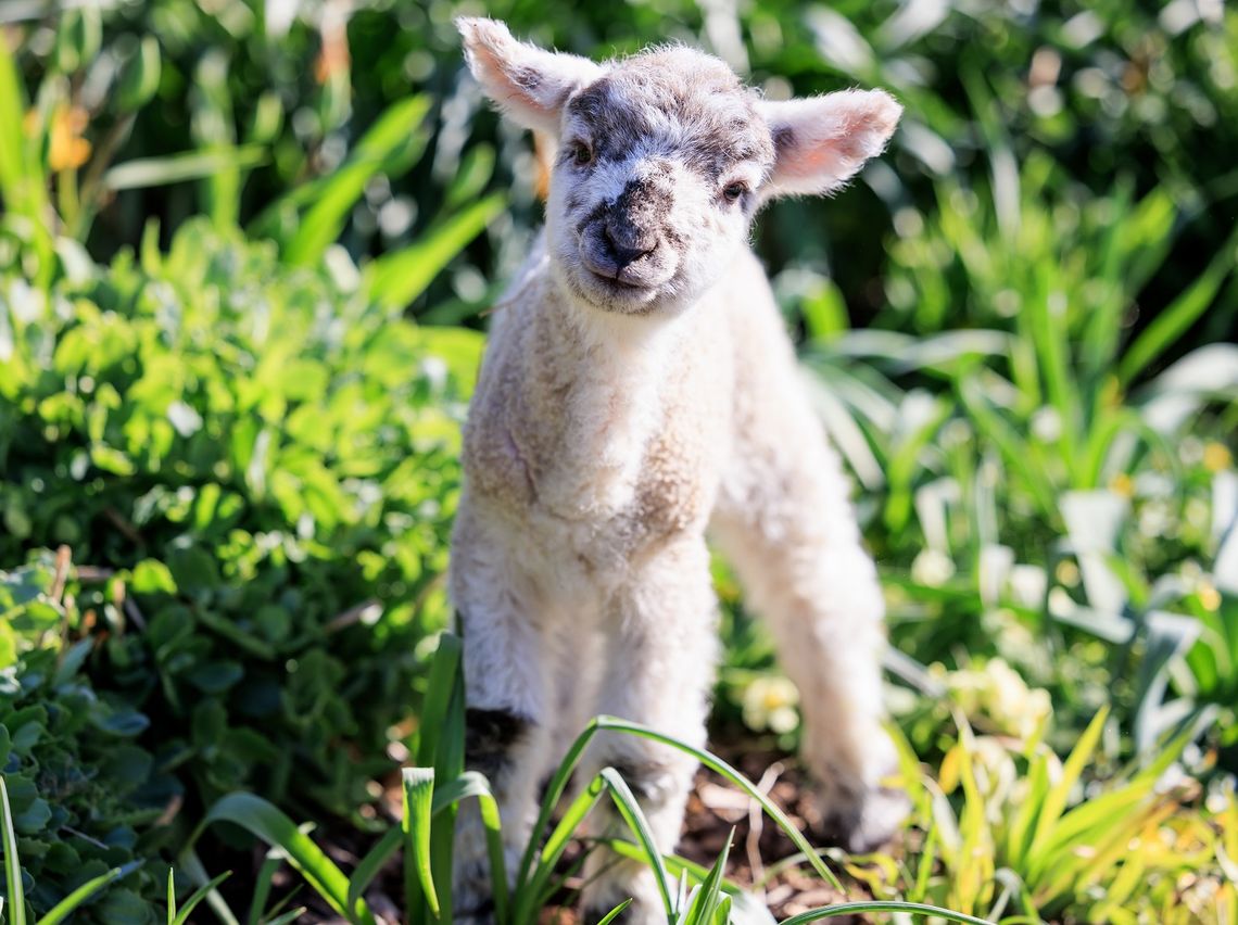 Meet the baby lambs... there's over 500 due!