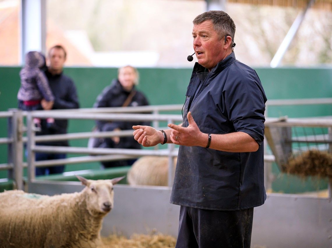 You may get to watch a lamb being born!