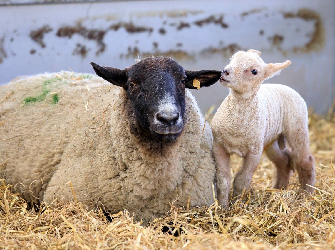 Meet hundreds of baby lambs